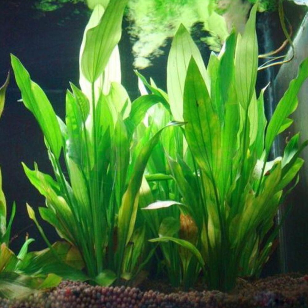 Dry Herb Vaping Accessories - 15cm Artificial Aquarium Decor Plants Water